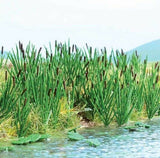 HO Scale Walthers SceneMaster 949-4179 Cattails Kit pkg (60)